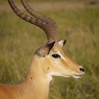 Photo de Rwanda - Akagera